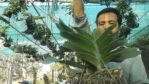 ghép một chậu lan ngọc điểm rừng rất dễ. sđt, zalo 0987157820.ngọc điểm thái ghép lũa