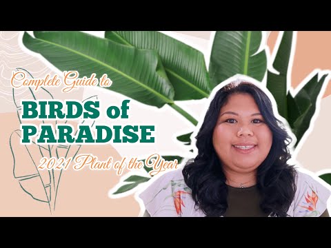 COMPLETE PLANT CARE GUIDE TO BIRDS OF PARADISE: light, watering, fertilizing, pest, shopping tips