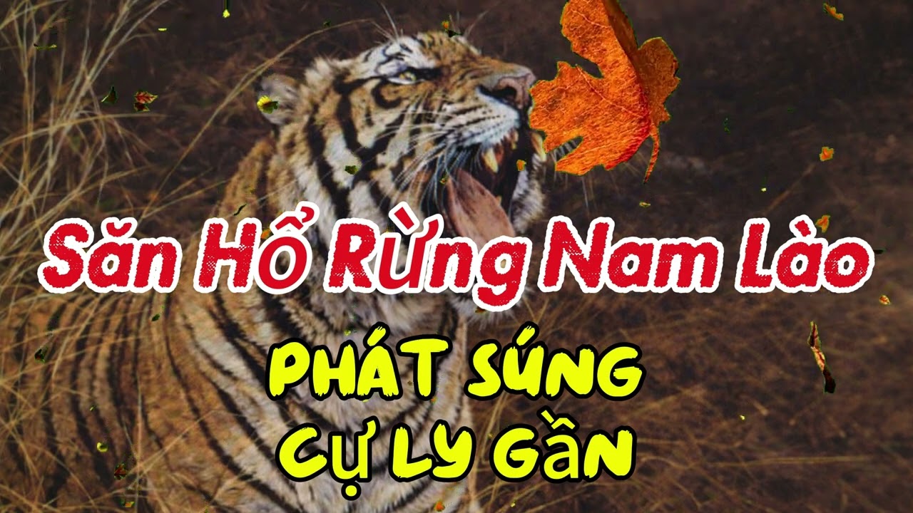 SĂN HỔ RỪNG NAM LÀO VÀ PHÁT SÚNG CỰ LY GẦN.