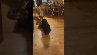 Little Dog Vs Big Dog
