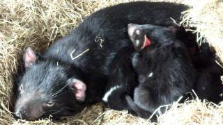 Tasmanian Devil Mom and Babies