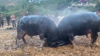 Số 435: Nối sừng và nguyên bản.