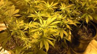 MG420: Week 3 flower, New Veg Setup coming soon! 1080p
