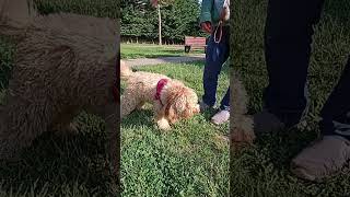 Civa canımız 💗