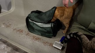 He Wants To Be A Stowaway