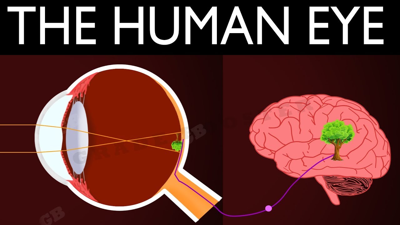 Human eye : Human eye and colorful world : 10th Physics: CBSE Syllabus : ncert class 10 : X Science