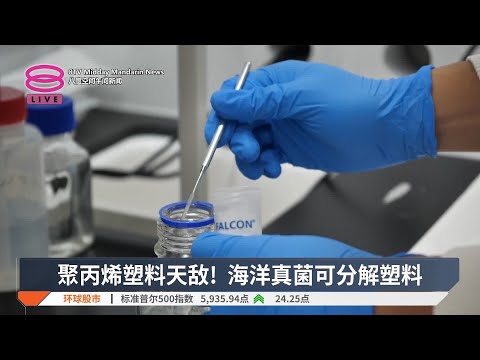 聚丙烯塑料天敌! 海洋真菌可分解塑料【2025.06.03 八度空间午间新闻】