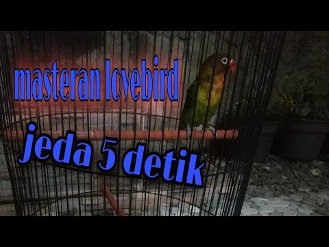 MASTERAN LOVEBIRD DEWASA FIGHTER NGEKEK 1 MENIT UP !!!