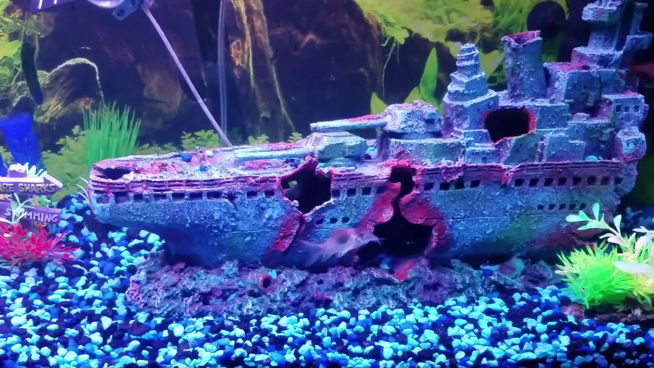 Catfish dancing YouTube