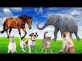 CUTE LITTLE ANIMALS - DOG, CAT, RABBIT, ELEPHANT, COW - ANIMAL SOUNDS