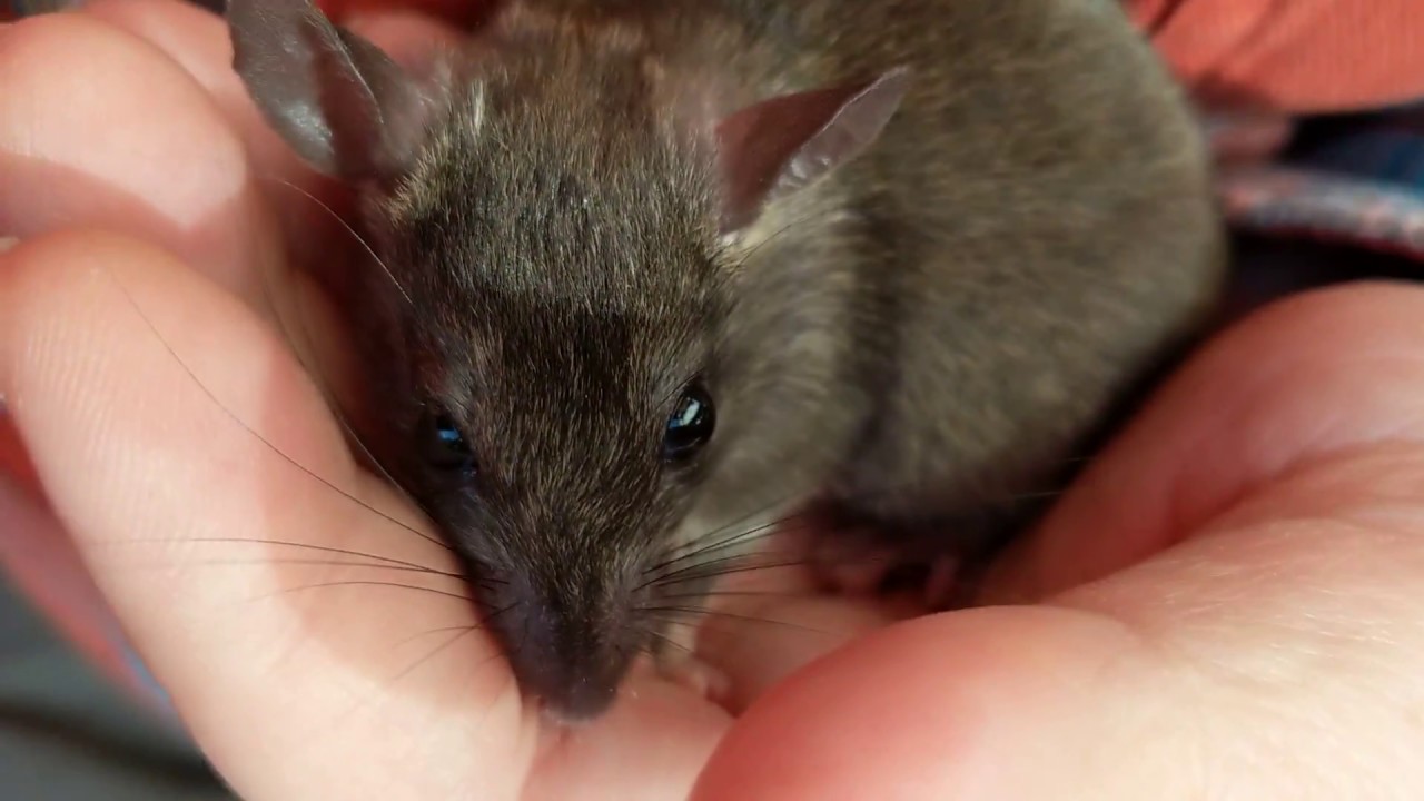 Roofy A Super Tame Young Wild Rat Happily Cradled In My Hand YouTube Roofy A Super Tame Young Wild Rat Happily Cradled In My Hand YouTube