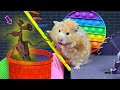 🐹 Hamster escapes Siren Head prison - Cute Hamster Maze