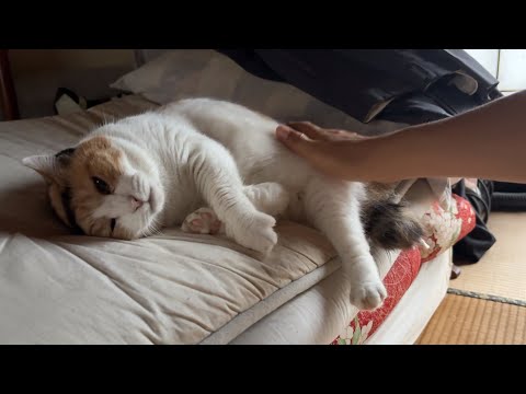 のりたま ちゃんねる - YouTube