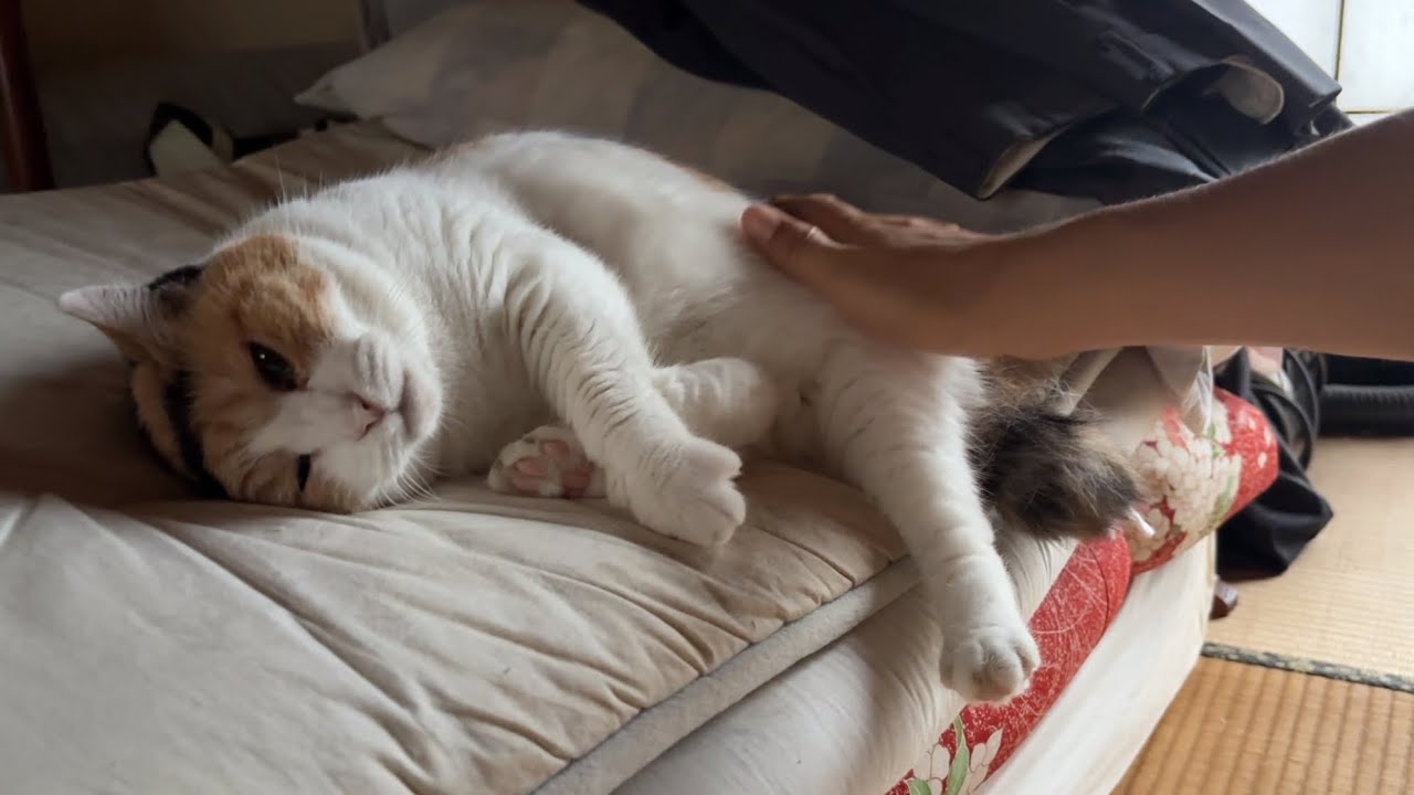 三毛猫】ご自由にお撫で下さいのミケ（2026年8月3日） - YouTube