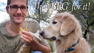 THE BEST DOG TREATS