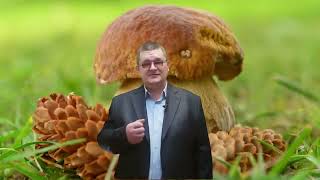 А знали ли Вы что грибы?
