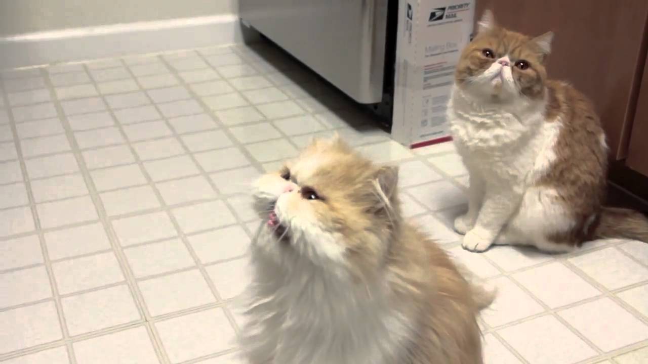 Cooper Cat Talking to Microwave YouTube