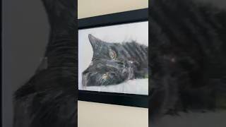 Will& grace and A pastel drawing I done many years ago of our previous 🐈⬛ #siamese