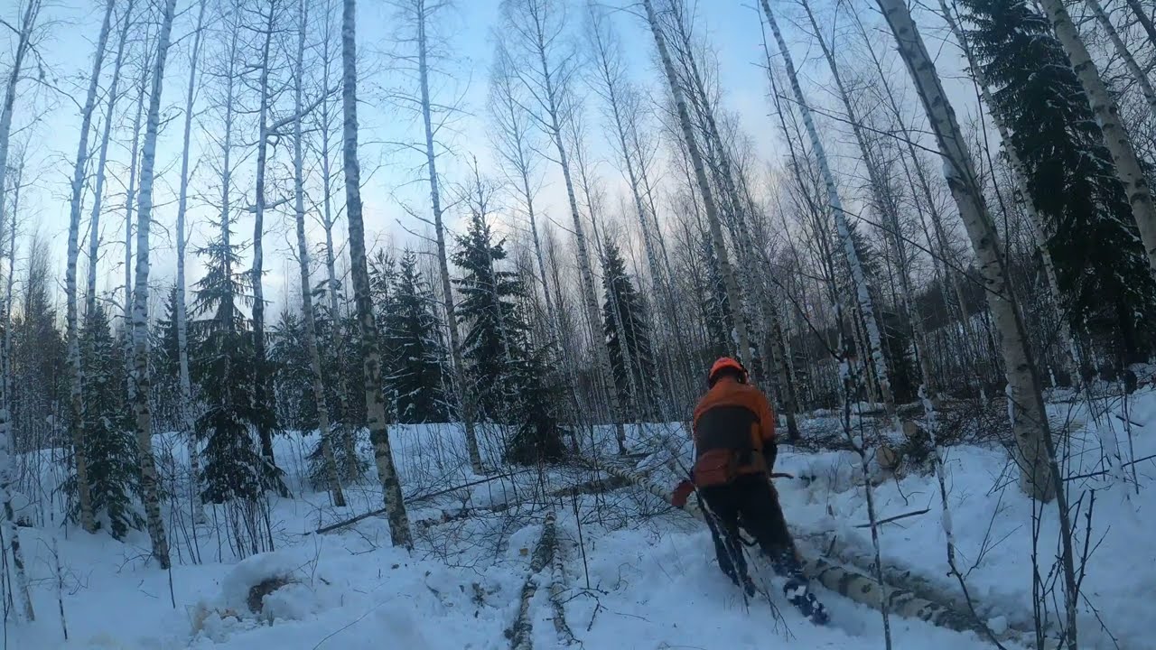 Tämän katsottuasi, et nuku kolmeen viikkoon. Huippukoivikon ensiharvennus.