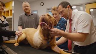 Welcome to Lake Forest Animal Hospital
