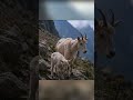 Mountain Magic: Watch Brave Baby Goats Conquer Cliffside Steps