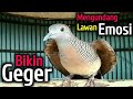 Download Lagu Perkutut lokal ALAM MERDU - bikin yang malas jadi bunyi.