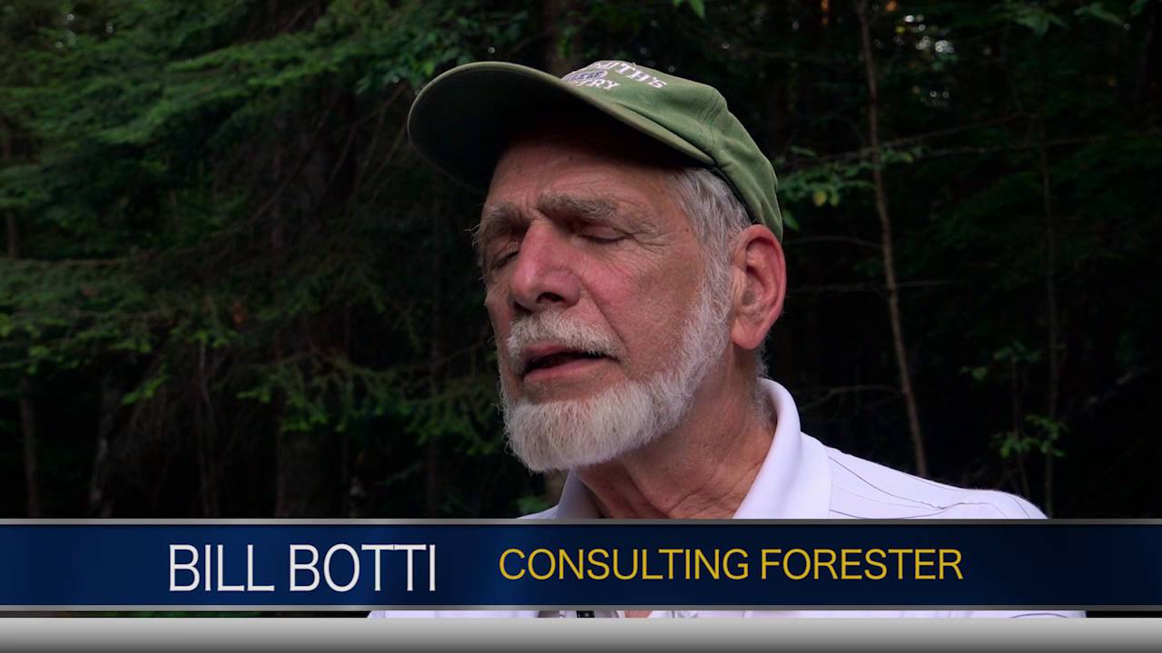 The Forests of Michigan