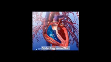 heart chamber 3d animation #3danimation #heart #viral #neet #animation #shorts