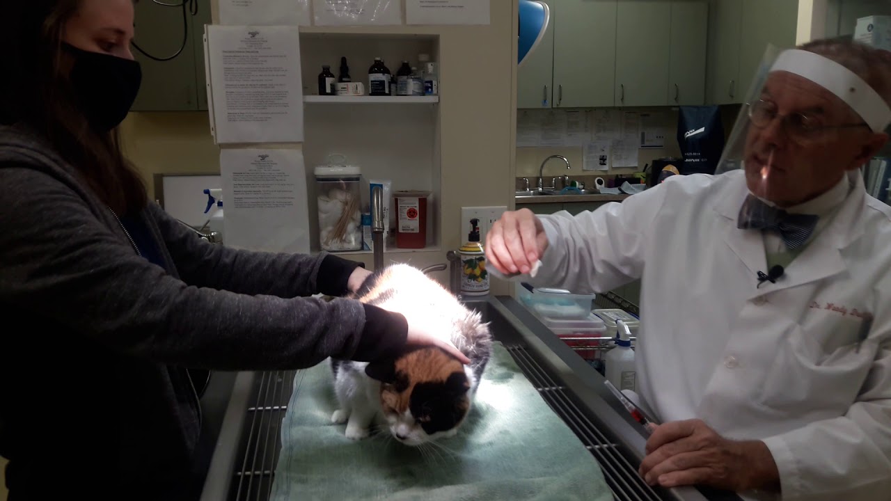 Giving an Injection at home to a Cat