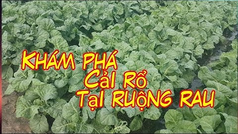 Khám phá Cải rổ tại ruộng rau