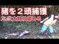 【狩猟】Vol.3 猪の有害駆除 くくり罠でイノシシ2頭を捕獲 しかも鬼嫁なんと大物イノシシを仕留める! (有害鳥獣捕獲) 【わな猟】
