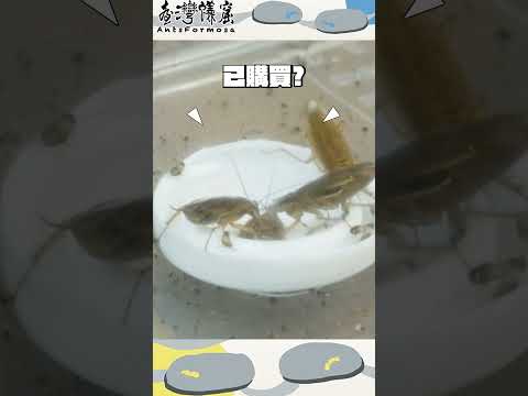 台灣蟻窟實測！快點絕 vs. 德國蟑螂 滅蟑大公開！