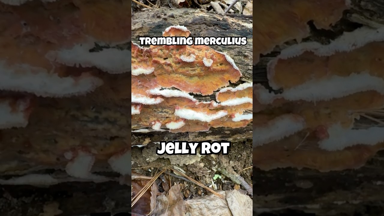 Jelly Rot Fungus - Trembling Merculius 