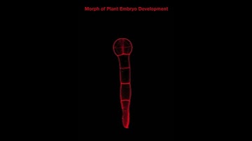 Morph of Plant Embryo Development