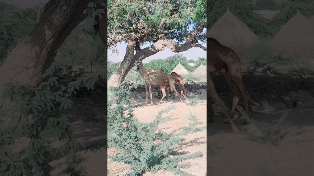 ترجمو:قافلة الجِمال المُبتهجة من صحراء تهر تتجه نحو الغابة.  - 