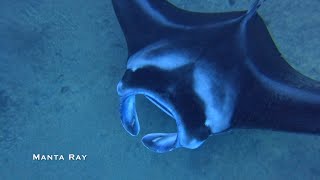 Scuba Diving Island of Hawai'i Garden Eel Cove September 2023