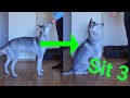 TEACHING YOUR DOG TO SIT (pt3)