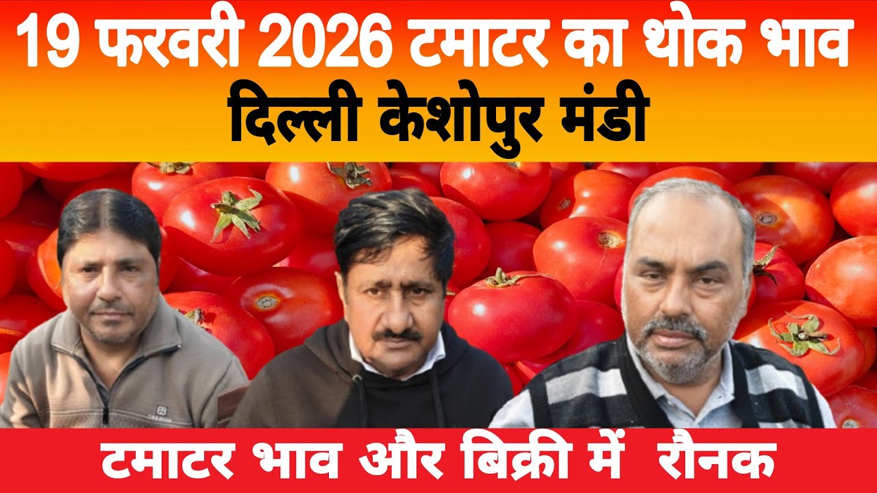 19 Feb 2026 Delhi 🍅 टमाटर होलसेल भाव | Keshopur Mandi | Today Tomato Rate 