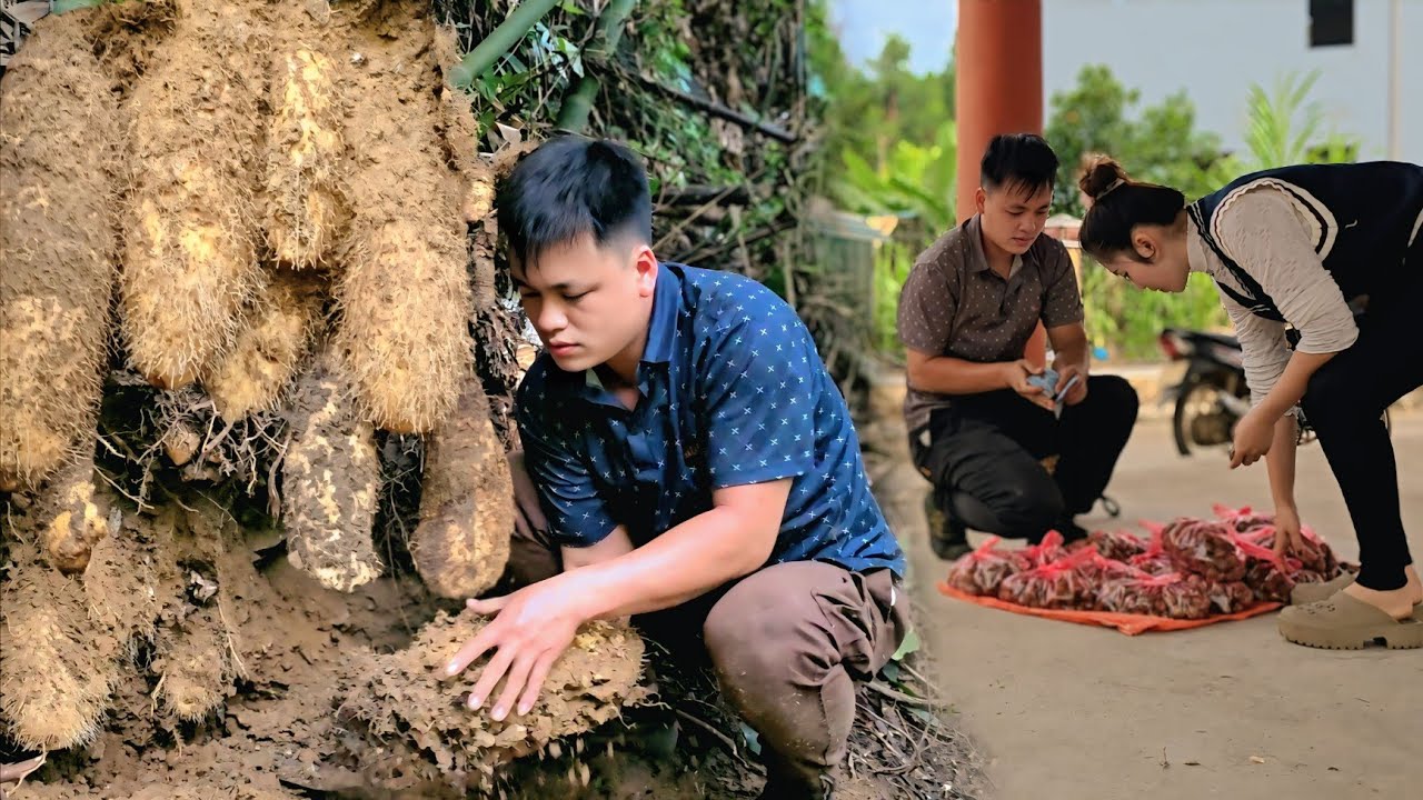 Full video.CEO Kha goes into the forest to harvest vegetables and fruits to sell. Chai life