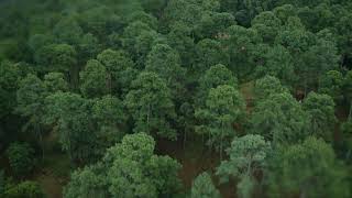 Aerial view of a forest with cabins   Free Stock Video   Mixkit screenshot 2