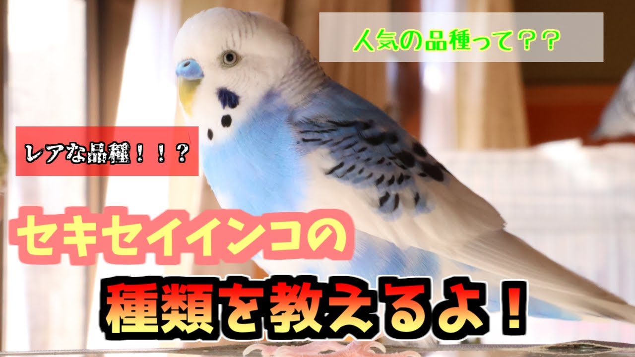 セキセイインコの種類を解説！～ぴったりの子を見つけよう！～ - YouTube