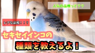 セキセイインコの種類を解説ぴったりの子を見つけよう