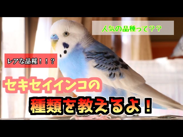 せきせいいんこ セキセイインコ / 国立環境研究所 侵入生物DB