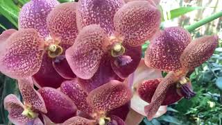 🇺🇦  Орхидеи весной.. Наводнения в Австралии.. Держимся позитивно! Orchids... Floods in Australia.