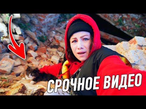 Спасаю Алису в заброшке! Две ночи ищу кошку! Что сделали чужие собаки с Кисой Алисой?!