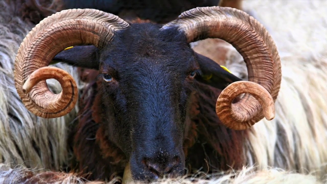 PASTORALISME ET MONTAGNE BASQUES / photographies © Séverine Dabadie /Diaporama Partie 3
