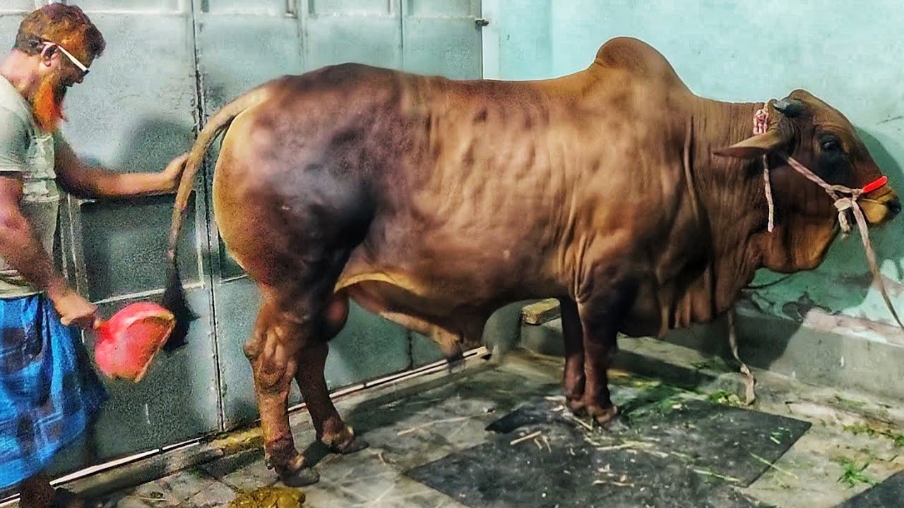 Puran Dhakar Qurbani Goru 2022 | Biggest Shahiwal Pair | Eid UL Adha | Red Bull Pair | Cow Lover's