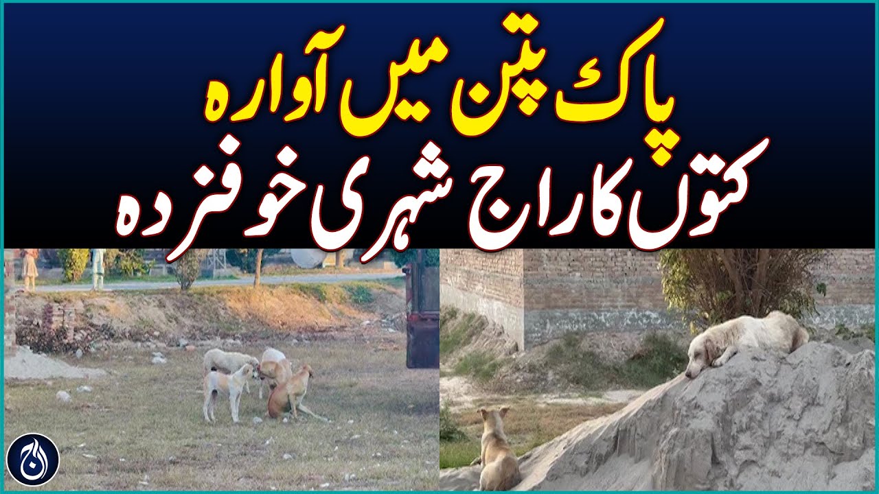 Stray dogs terrorize Pakpattan, residents live in fear - Aaj News