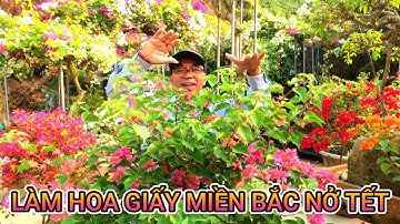 Xử lý cành hoa giấy bị non để cây ra được hoa đúng tết