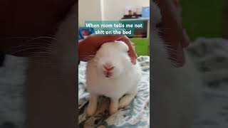 Not His Problem Ig   love s rabbit bunnys bunnyfood bunny rabbite song new